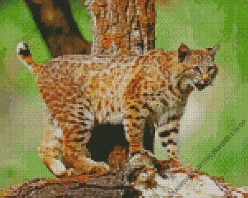 Wild Bobcat Diamond Painting