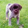 Wirehaired Pointing Griffon Diamond Painting