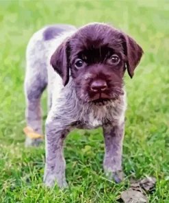 Wirehaired Pointing Griffon Diamond Painting