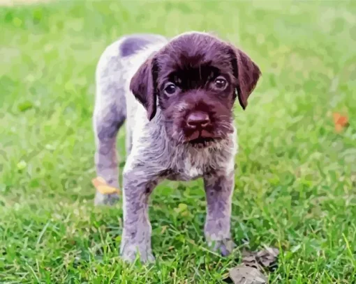 Wirehaired Pointing Griffon Diamond Painting