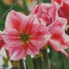 Amaryllis Flower Diamond Painting