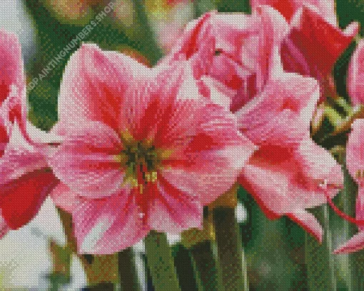 Amaryllis Flower Diamond Painting
