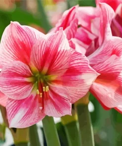 Amaryllis Flower Diamond Painting