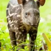 Baby Tapir Diamond Painting