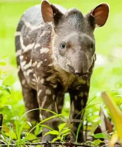 Baby Tapir Diamond Painting