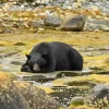 Bear Sleeping Diamond Painting