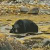 Bear Sleeping Diamond Painting