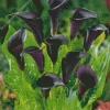 Black Calla Lilies Diamond Painting