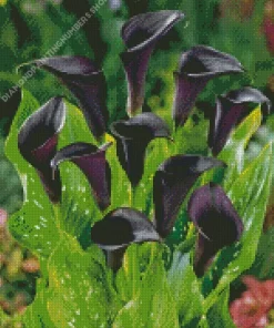Black Calla Lilies Diamond Painting