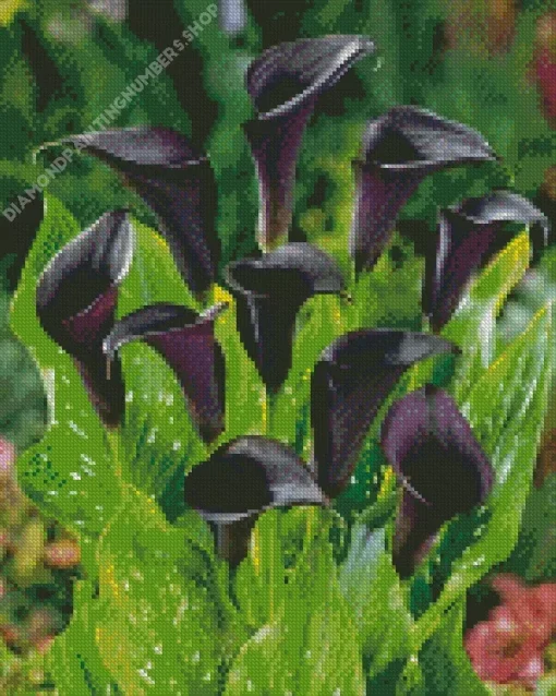 Black Calla Lilies Diamond Painting