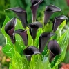 Black Calla Lilies Diamond Painting