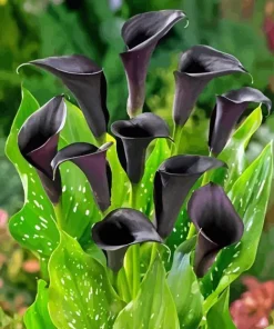 Black Calla Lilies Diamond Painting