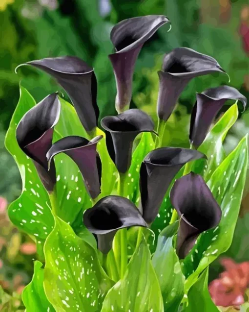 Black Calla Lilies Diamond Painting
