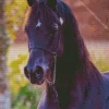 Black Arabian Horse Diamond Painting