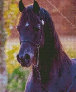 Black Arabian Horse Diamond Painting