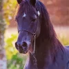 Black Arabian Horse Diamond Painting