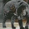 Black Panther Animal Diamond Painting