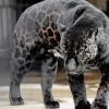 Black Panther Animal Diamond Painting