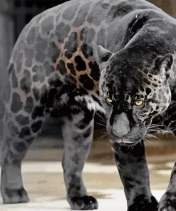 Black Panther Animal Diamond Painting