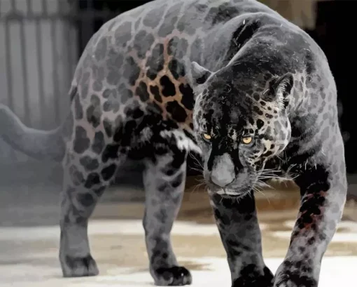 Black Panther Animal Diamond Painting