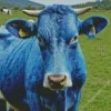 Blue Cow Animal Diamond Painting