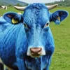 Blue Cow Animal Diamond Painting