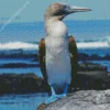 Blue Footed Booby Diamond Painting