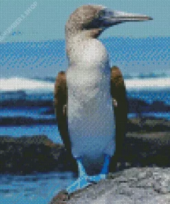 Blue Footed Booby Diamond Painting