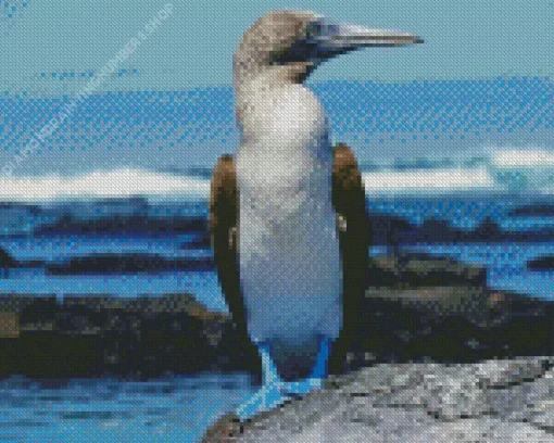 Blue Footed Booby Diamond Painting