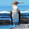 Blue Footed Booby Diamond Painting