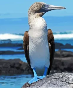 Blue Footed Booby Diamond Painting