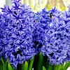 Blue Hyacinth Flowers Diamond Painting
