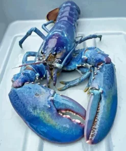 Blue Lobster Diamond Painting