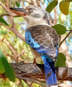 Blue Winged Kookaburra Bird Diamond Painting