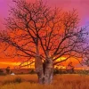 Boab Tree At Sunset Diamond Painting