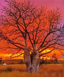 Boab Tree At Sunset Diamond Painting