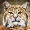 Bobcat Face Diamond Painting