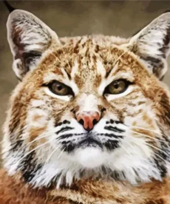 Bobcat Face Diamond Painting