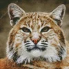 Bobcat Face Diamond Painting
