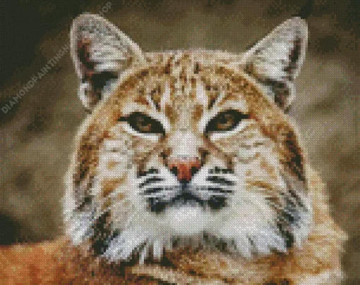 Bobcat Face Diamond Painting