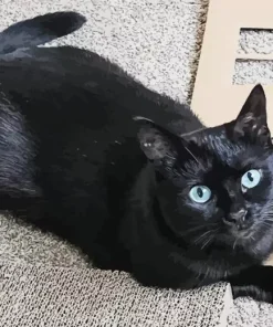 Bombay Cat With Blue Eyes Diamond Painting