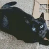 Bombay Cat With Blue Eyes Diamond Painting