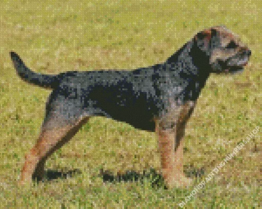 Border Terrier Dog Diamond Painting