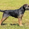 Border Terrier Dog Diamond Painting