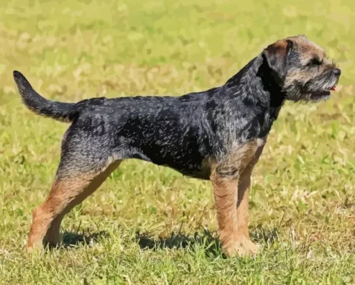 Border Terrier Dog Diamond Painting