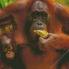 Bornean Orangutan Diamond Painting