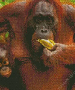 Bornean Orangutan Diamond Painting