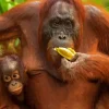 Bornean Orangutan Diamond Painting