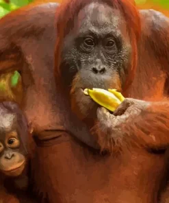 Bornean Orangutan Diamond Painting