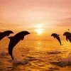 Bottlenose Dolphins Sunset Silhouette Diamond Painting